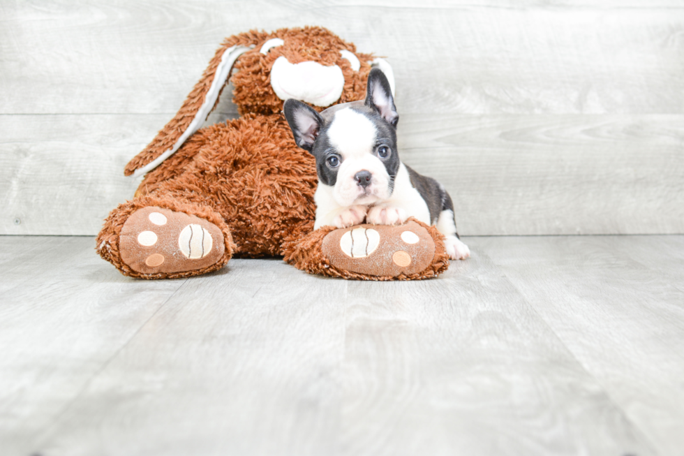 Playful French Bulldog Baby