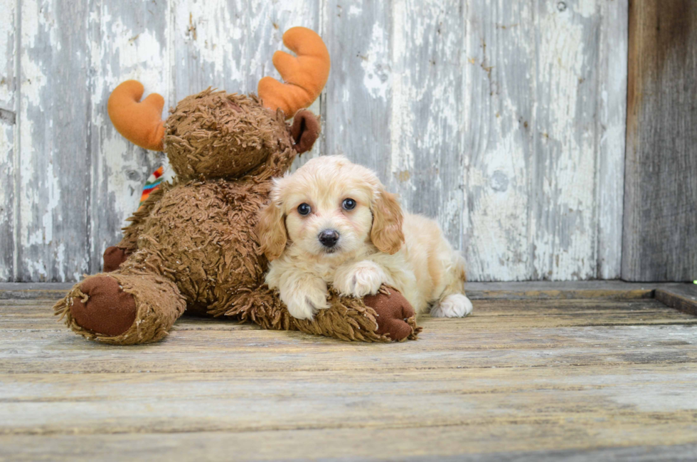 Energetic Cavalier Designer Puppy