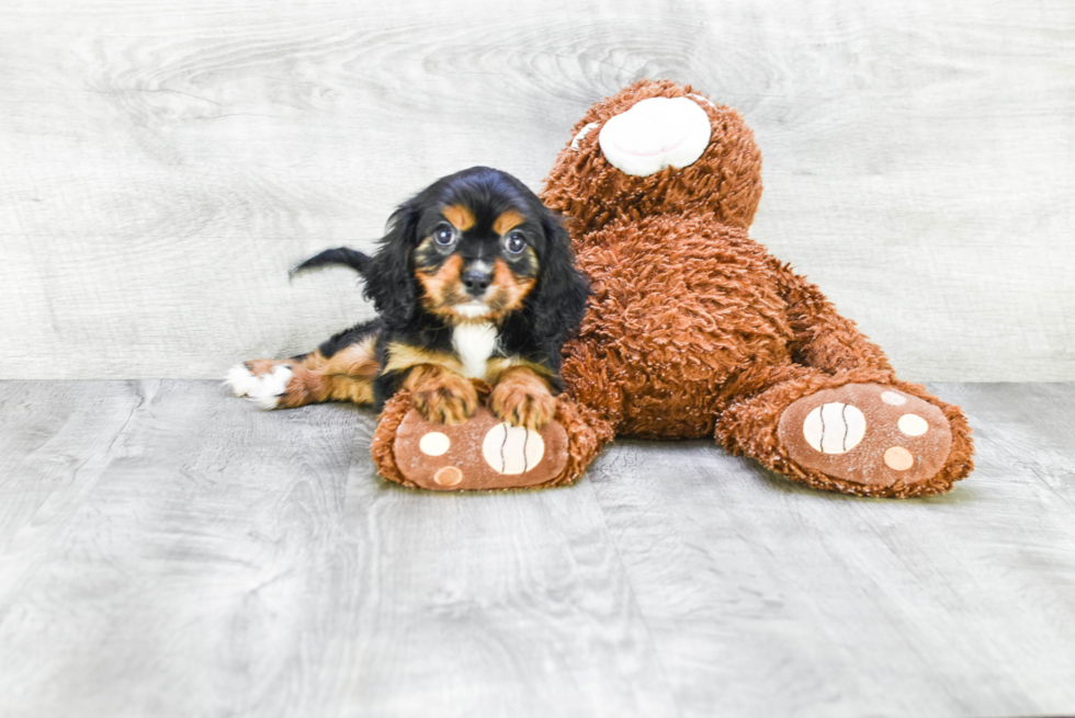 Cavalier King Charles Spaniel Pup Being Cute