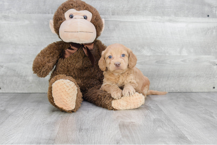 Mini Goldendoodle Puppy for Adoption