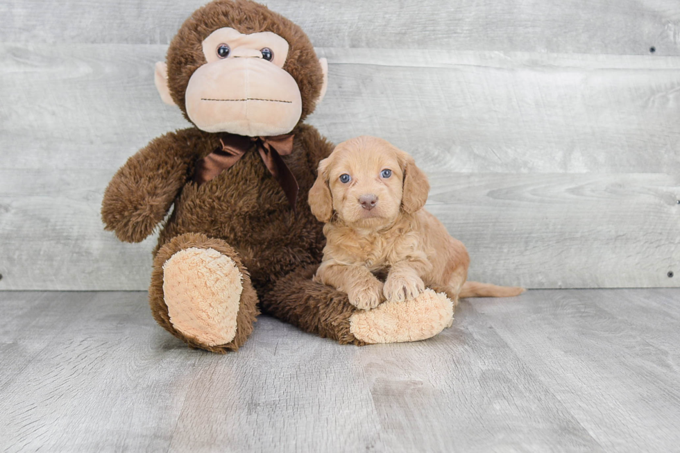 Mini Goldendoodle Puppy for Adoption