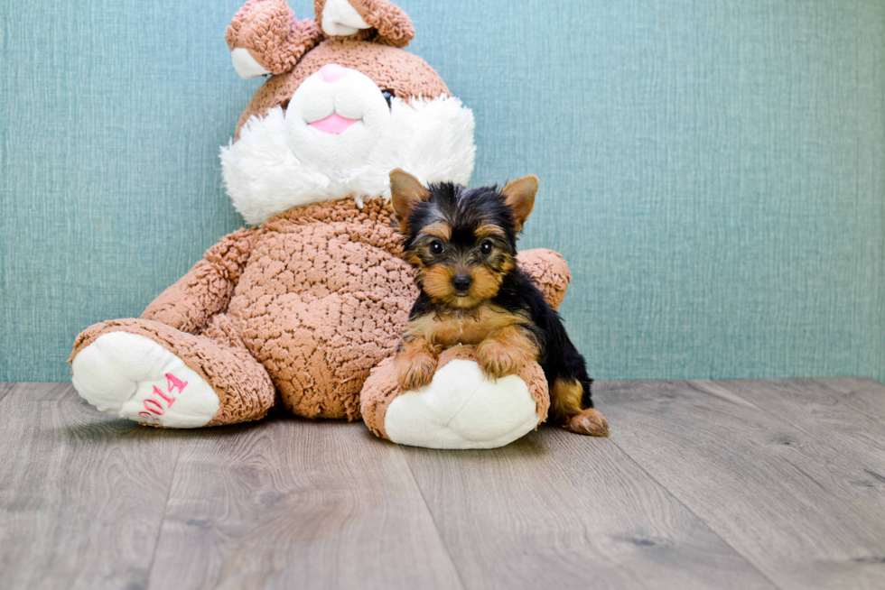 Meet Tinkerbell - our Yorkshire Terrier Puppy Photo 