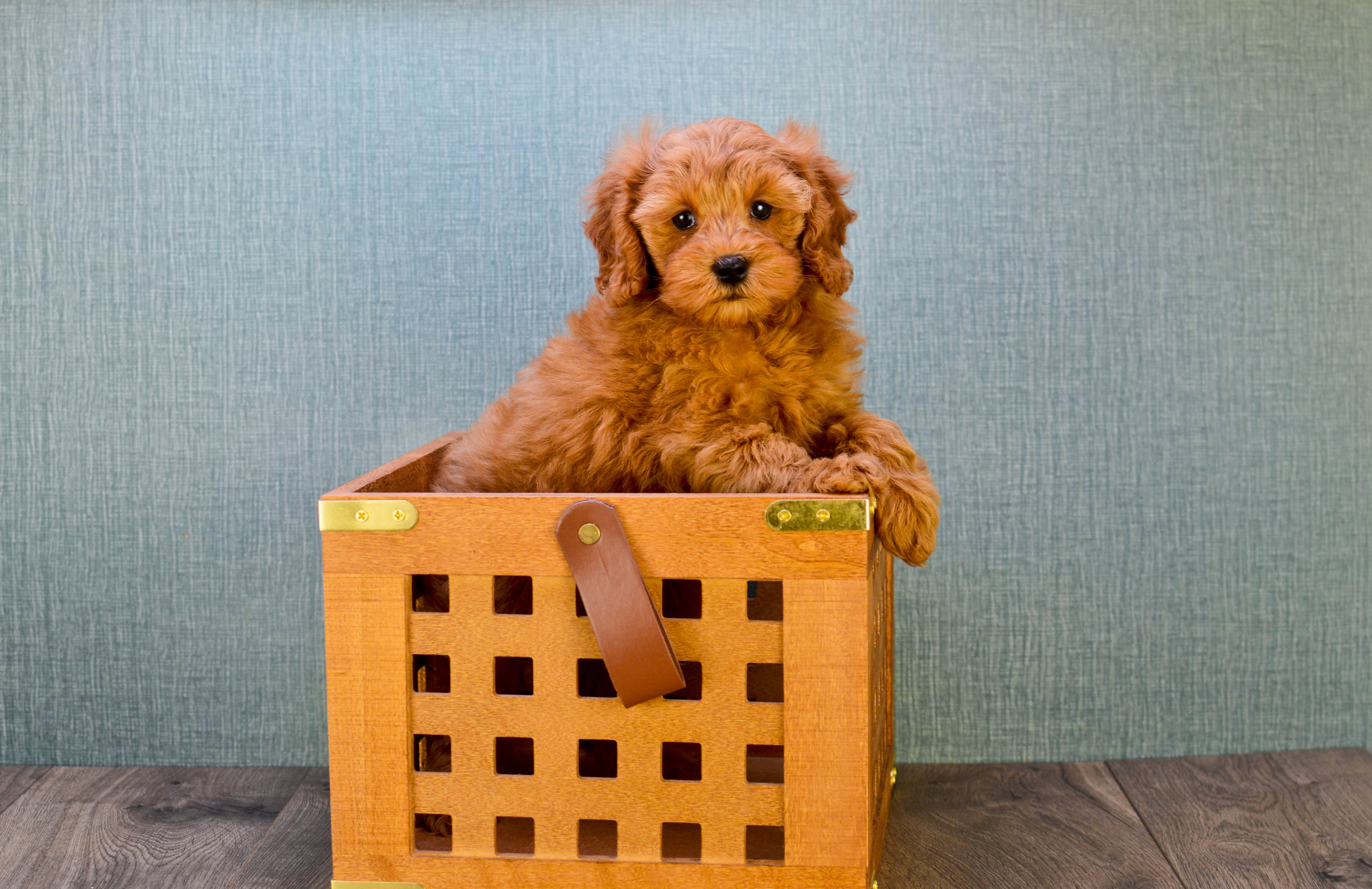 Mini Goldendoodle Pup Being Cute