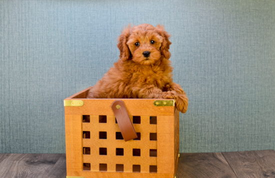 Mini Goldendoodle Pup Being Cute