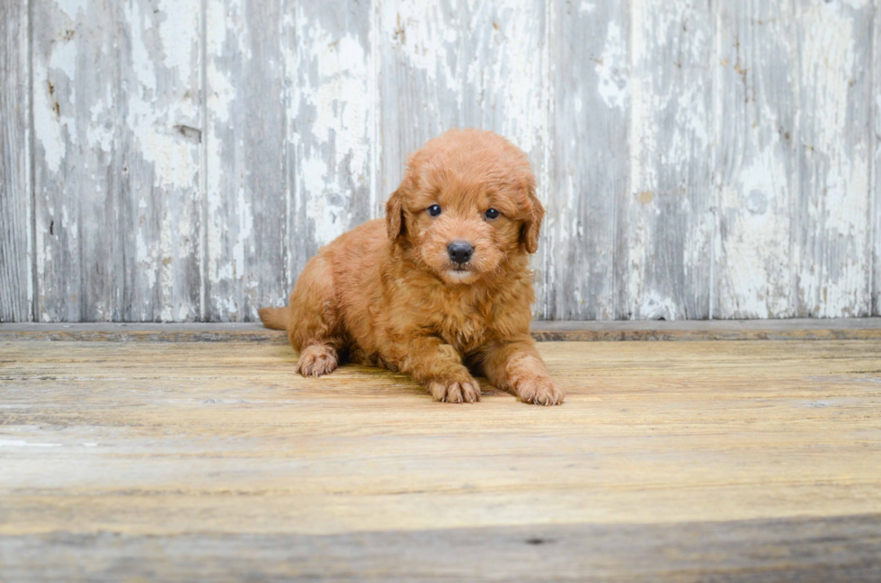 Mini Goldendoodle Puppy for Adoption