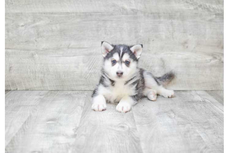 Adorable Mini Husky Designer Puppy