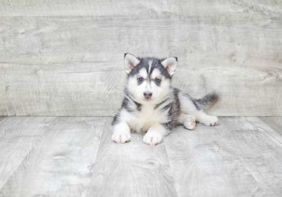 Adorable Mini Husky Designer Puppy