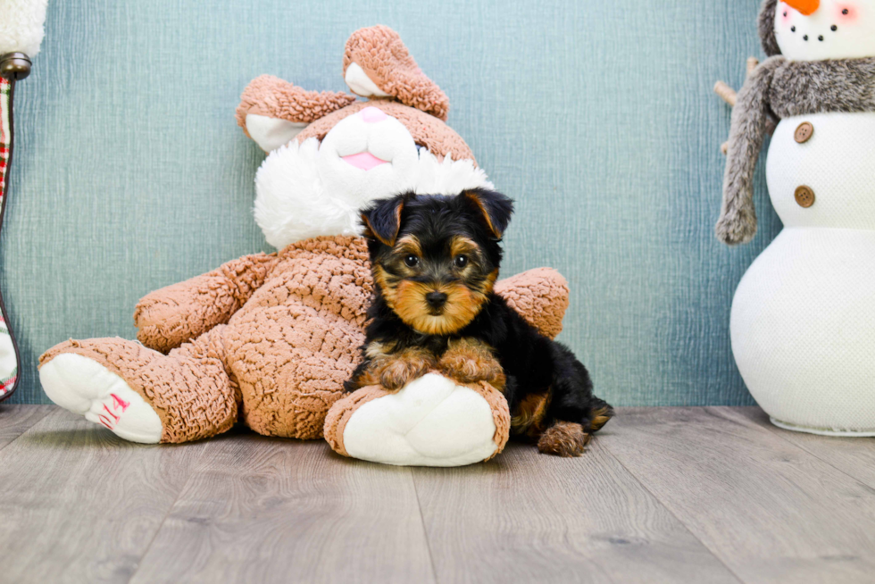 Meet Rascal - our Yorkshire Terrier Puppy Photo 