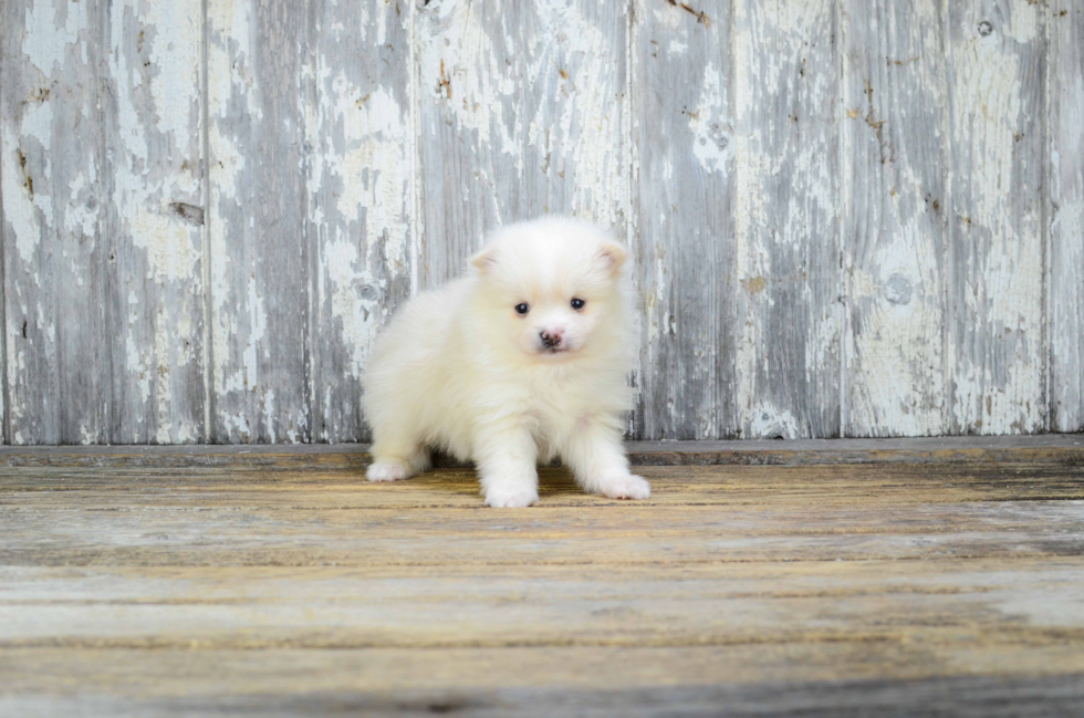 Funny Pomeranian Baby