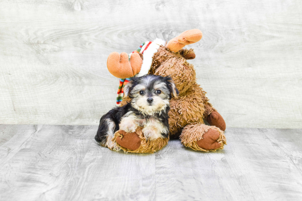 Morkie Pup Being Cute