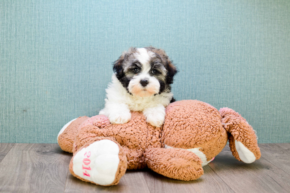 Playful Havanese Purebred Pup