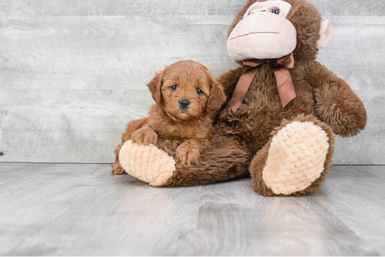 Small Cockapoo Baby