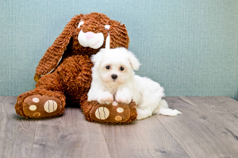 Maltese Pup Being Cute