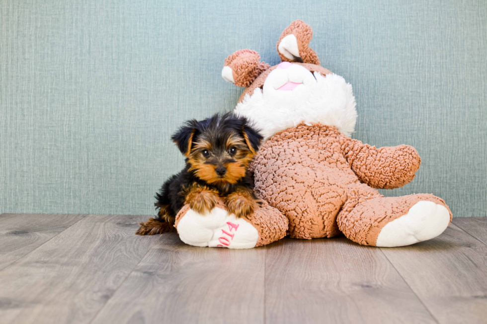 Meet Rascal - our Yorkshire Terrier Puppy Photo 