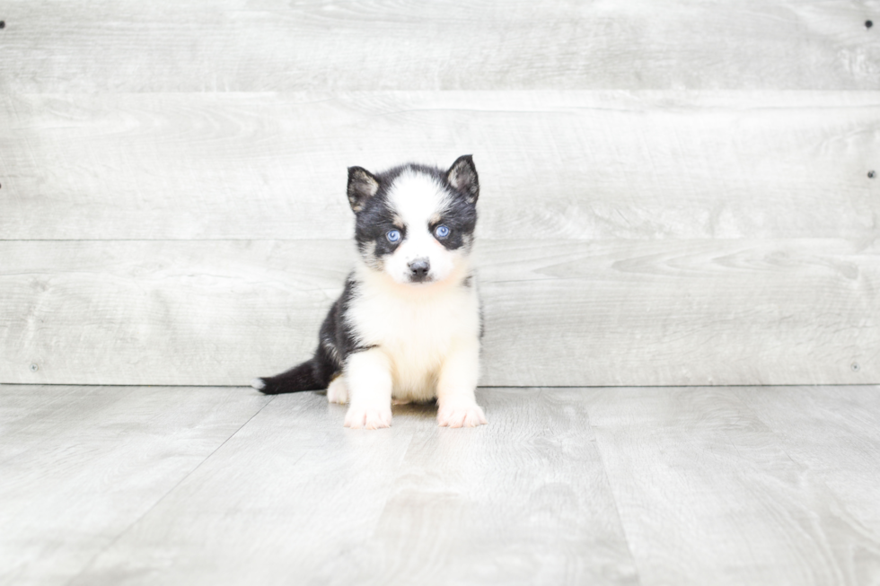 Hypoallergenic Mini Husky Designer Puppy