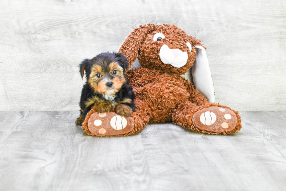 Meet Lisa - our Yorkshire Terrier Puppy Photo 