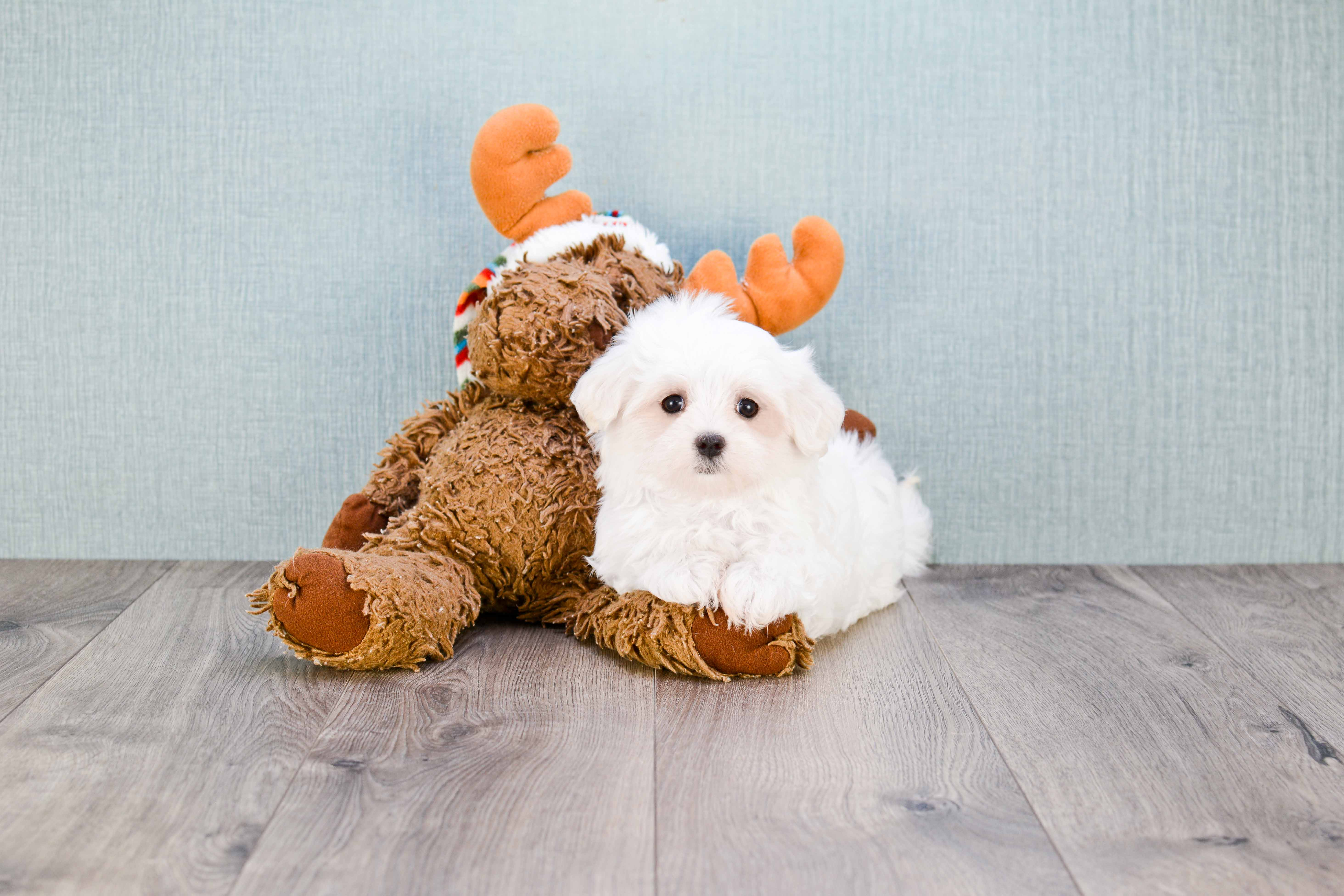 Hypoallergenic Maltese Purebred Pup