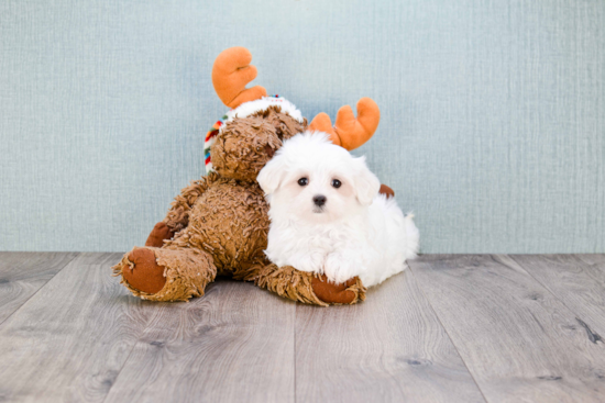 Hypoallergenic Maltese Purebred Pup