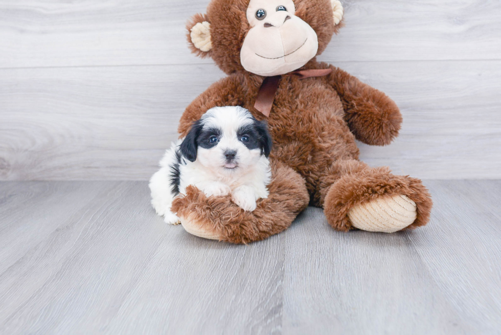 Teddy Bear Pup Being Cute