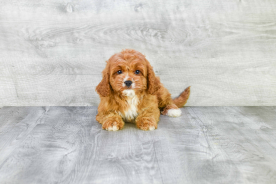 Smart Cavapoo Poodle Mix Pup