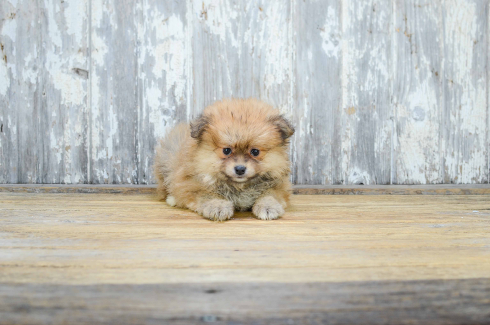 Funny Pomeranian Purebred Pup