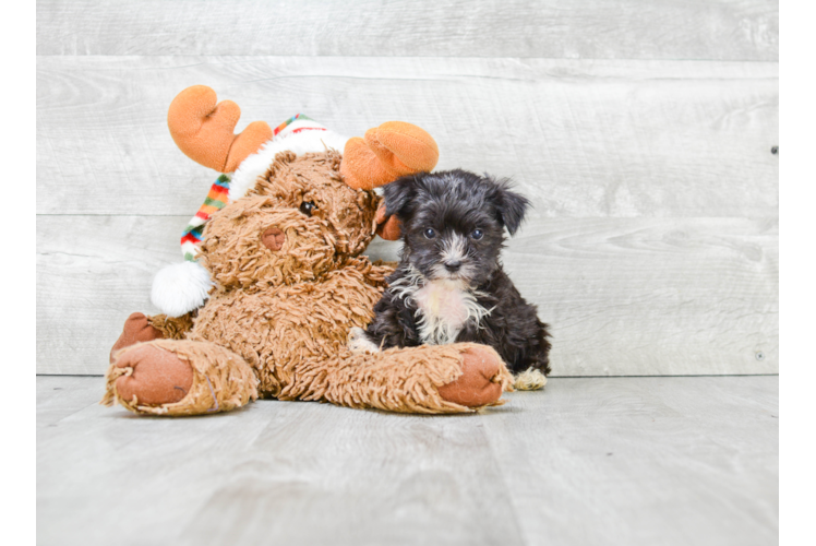 Hypoallergenic Yorkie Designer Puppy