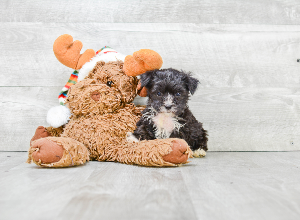 Hypoallergenic Yorkie Designer Puppy