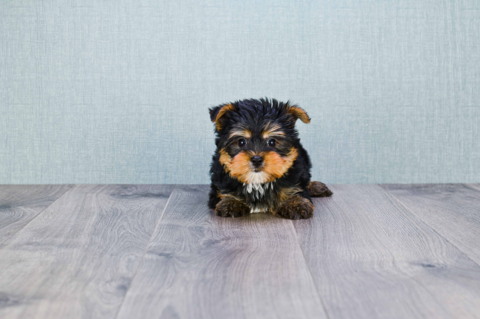 Meet Rihanna - our Yorkshire Terrier Puppy Photo 