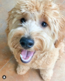 Mini Goldendoodle Being Cute