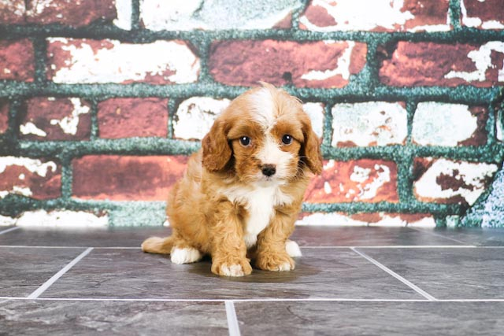 Cavapoo Puppy for Adoption