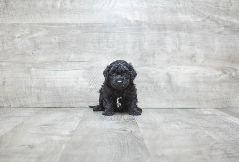 Akc Registered Havanese Purebred Pup