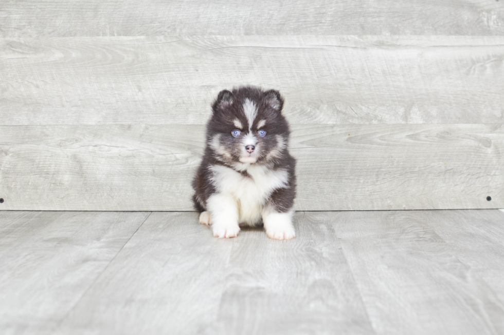 Small Pomsky Baby