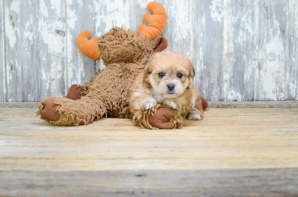 Best Morkie Baby