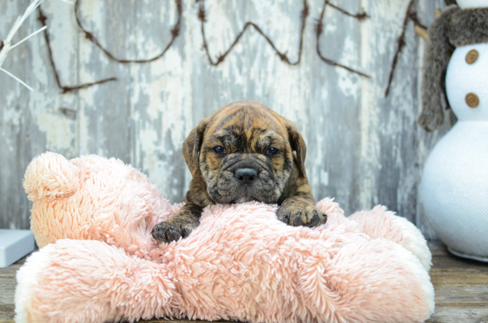 English Bulldog Pup Being Cute