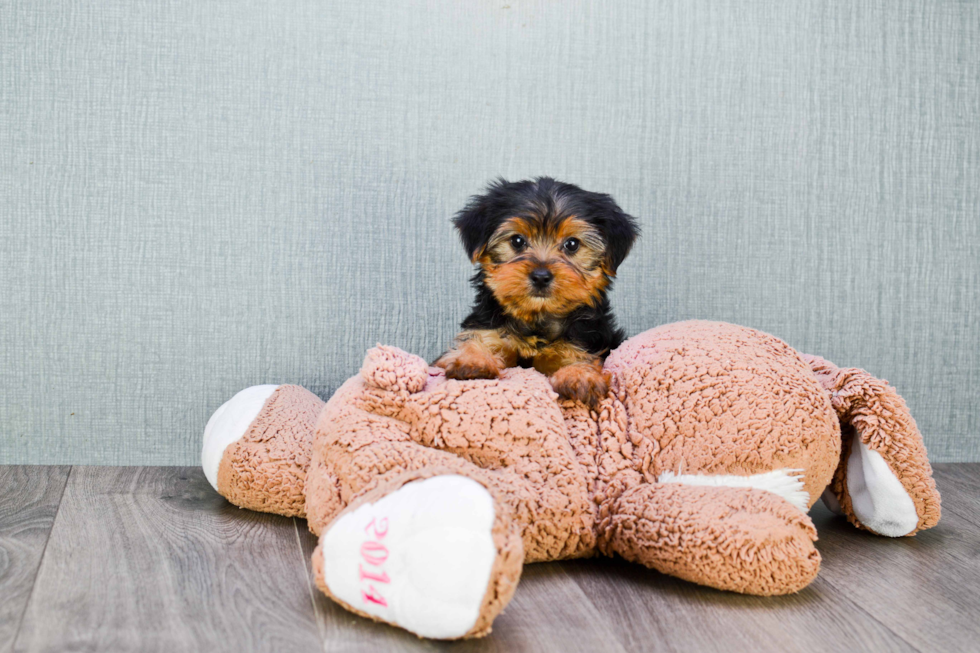 Meet Izzie - our Yorkshire Terrier Puppy Photo 