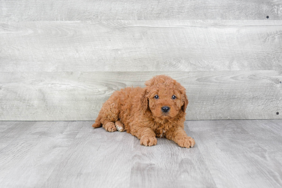 Funny Mini Goldendoodle Poodle Mix Pup