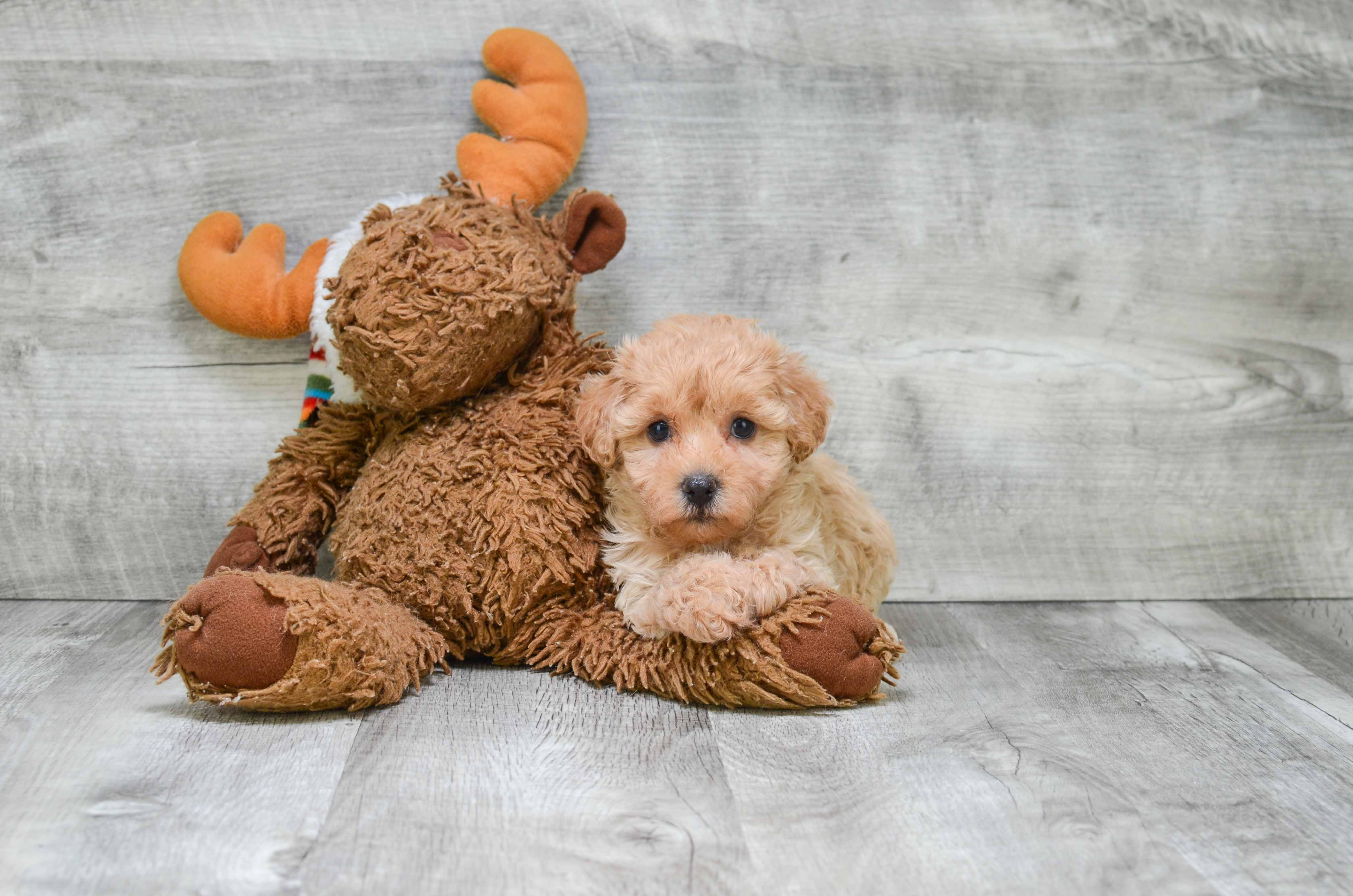 Happy Cavapoo Baby