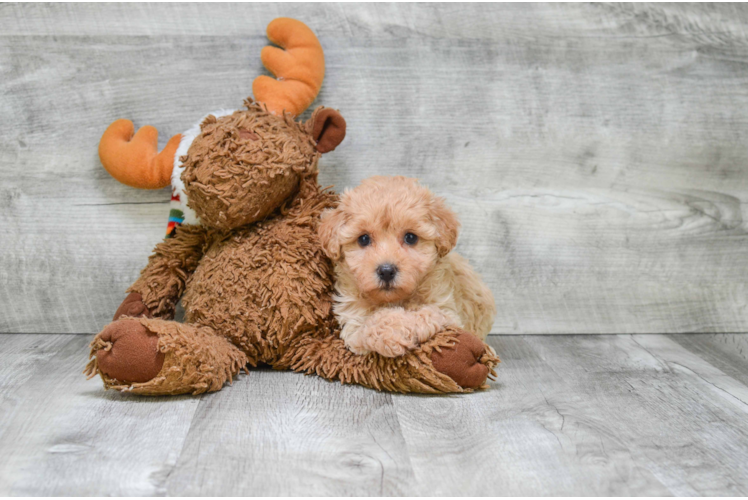 Happy Cavapoo Baby