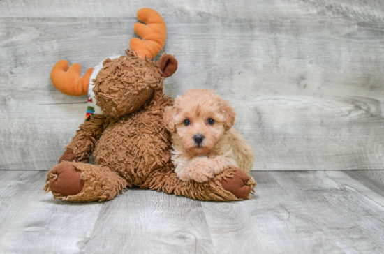 Happy Cavapoo Baby