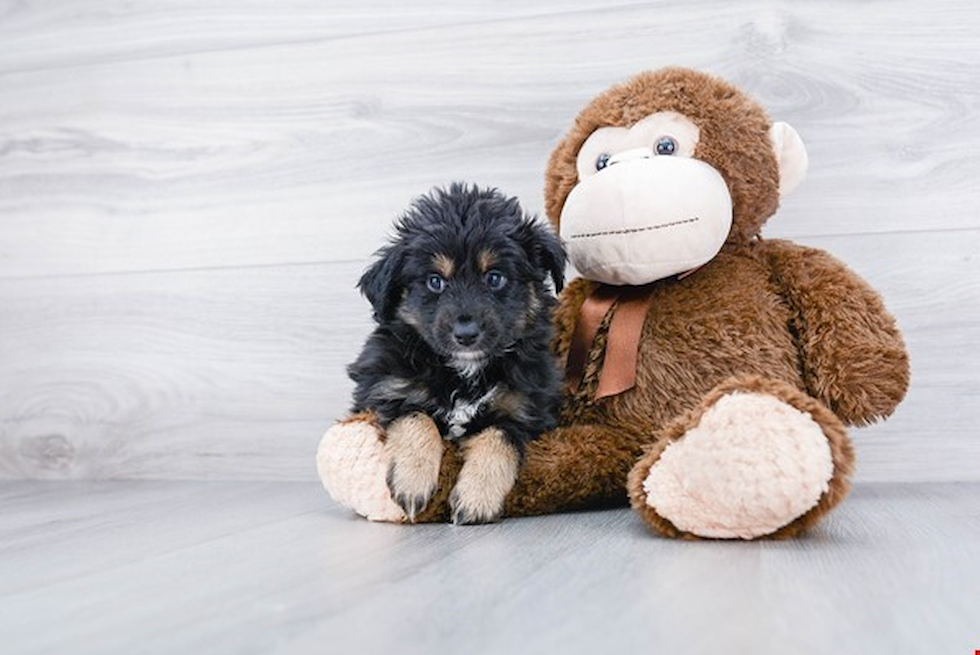 Mini Aussiedoodle Pup Being Cute