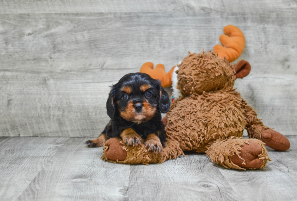 Playful Cavalier King Charles Spaniel Baby