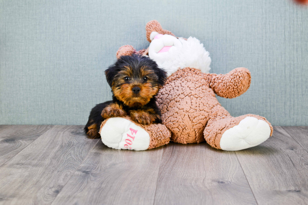 Meet Zimmy - our Yorkshire Terrier Puppy Photo 