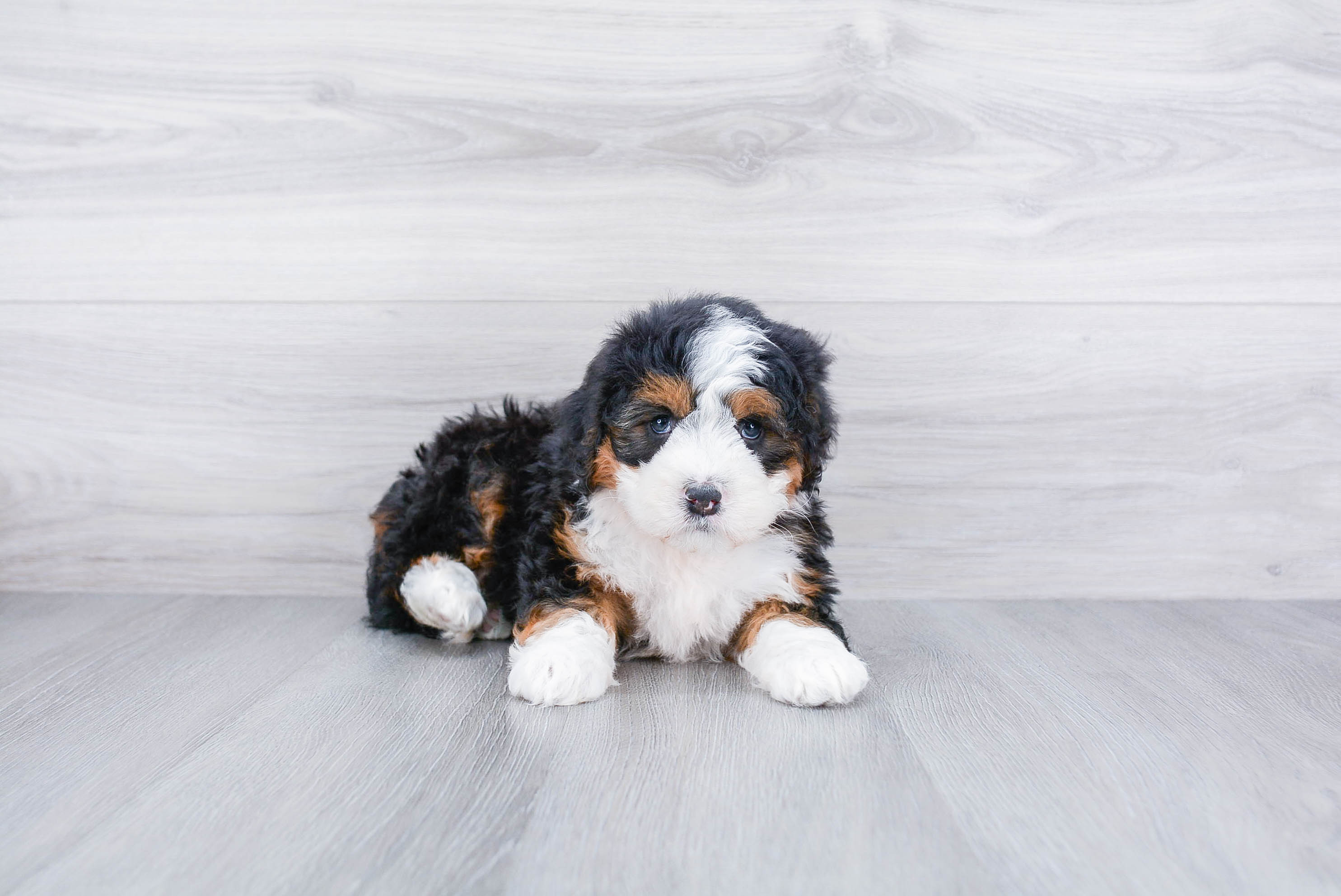 Fluffy Mini Bernedoodle Poodle Mix Pup