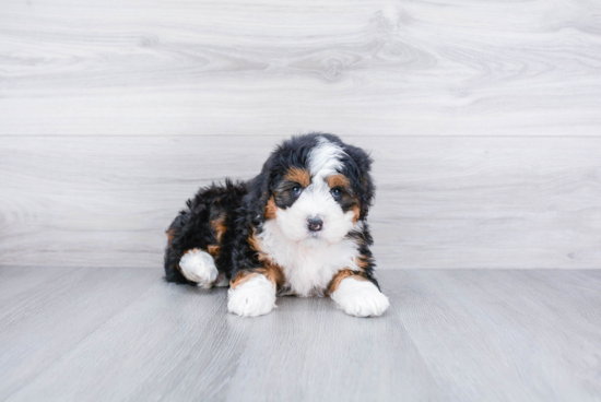 Fluffy Mini Bernedoodle Poodle Mix Pup