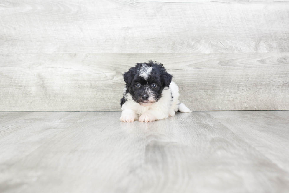 Little Havanese Purebred Pup