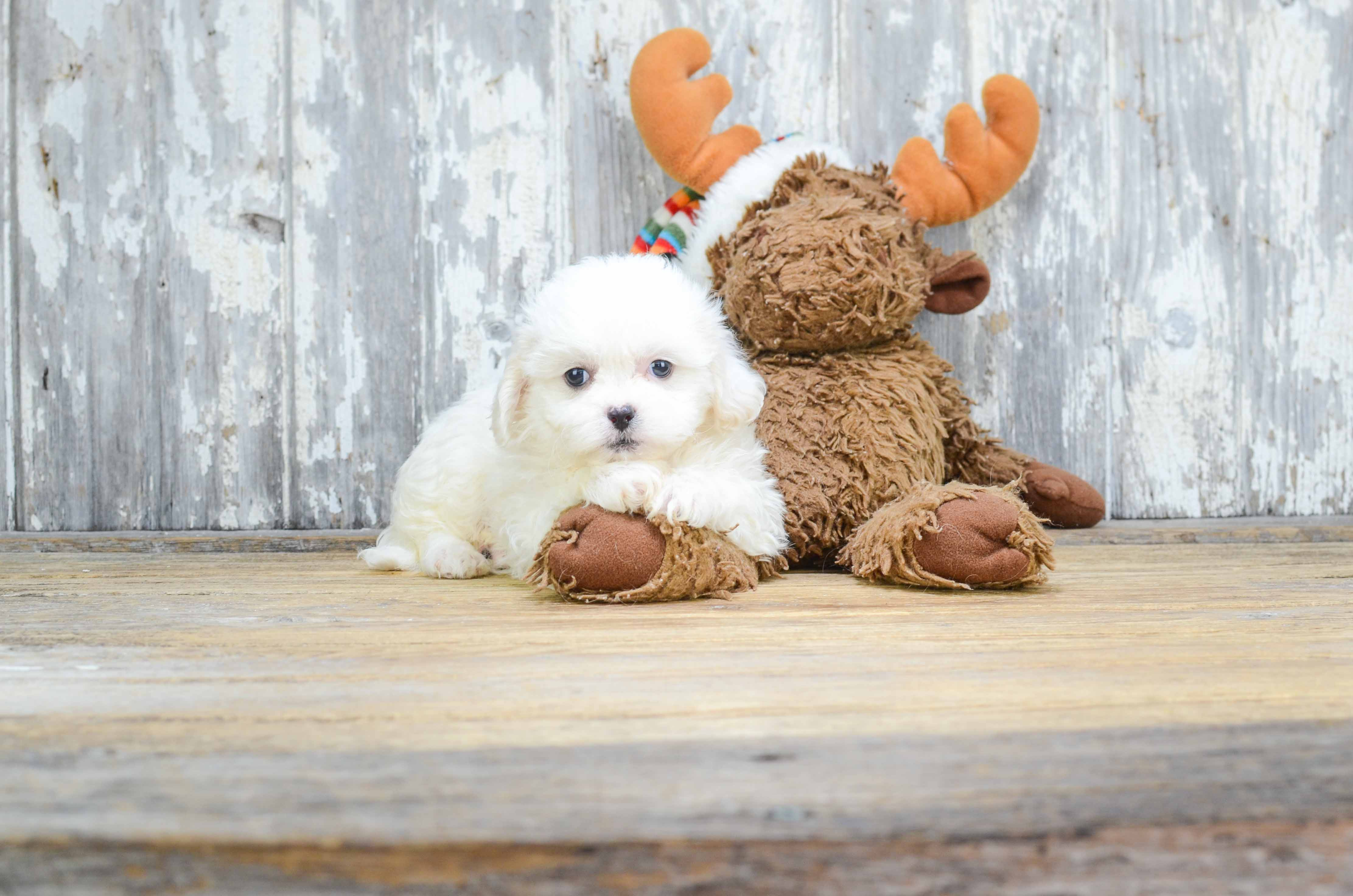 Teddy Bear Pup Being Cute