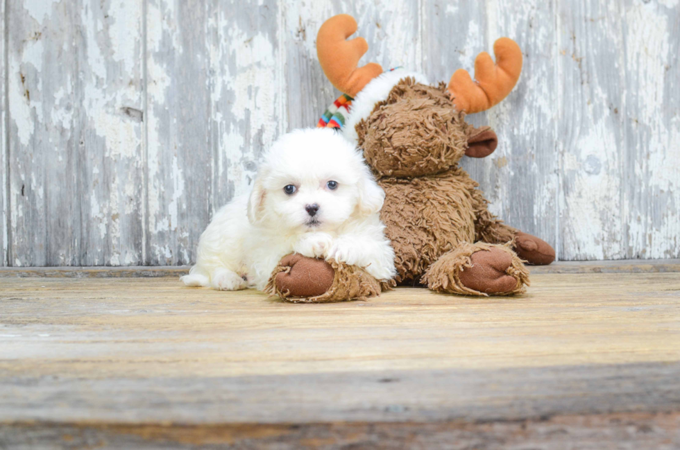 Teddy Bear Pup Being Cute