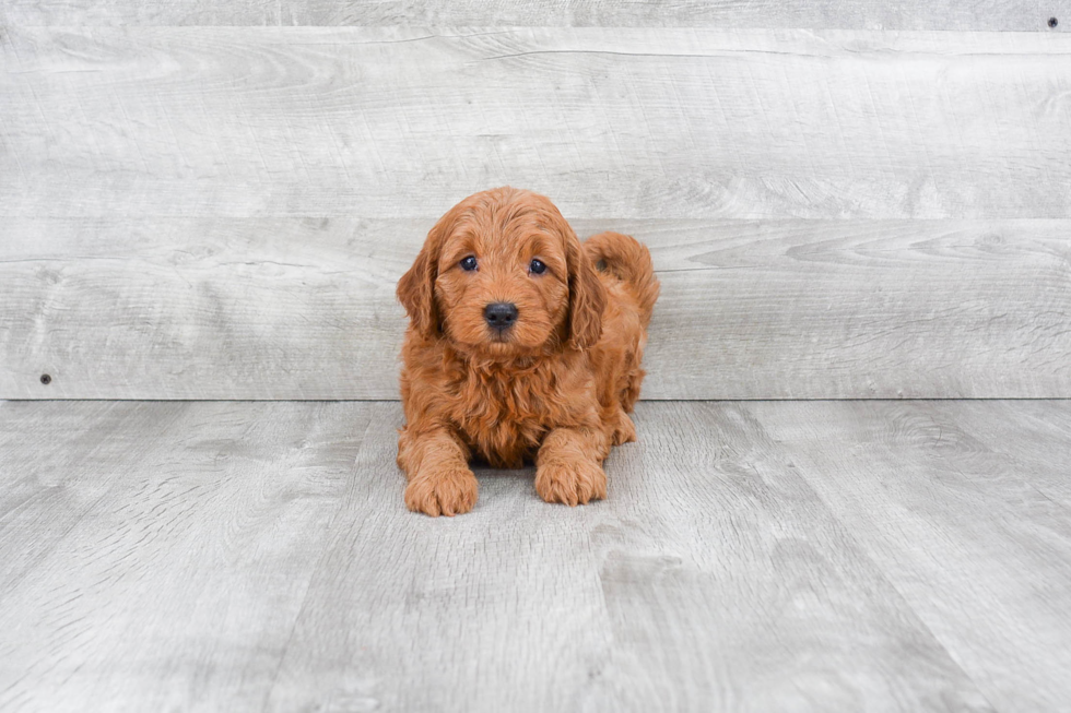 Best Mini Goldendoodle Baby