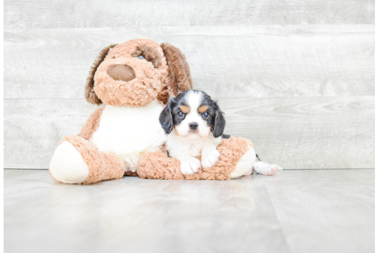 Cavalier King Charles Spaniel Pup Being Cute