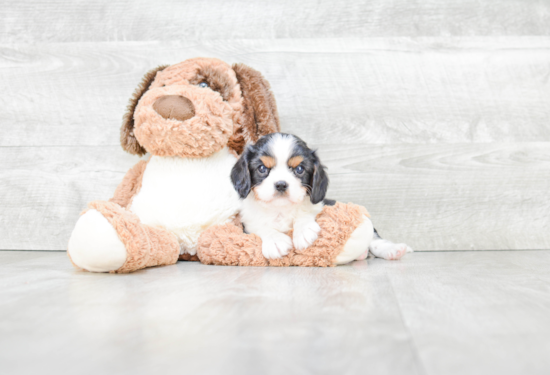 Cavalier King Charles Spaniel Pup Being Cute